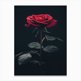 Rose On A Black Background 27 Canvas Print