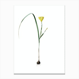 Vintage Cape Tulip Botanical Illustration on Pure White n.0314 Canvas Print