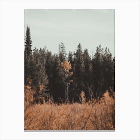 Forest Meadow Scenery Canvas Print