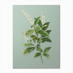 Vintage Virginia Sweetspire Botanical Art on Mint Green n.0038 Canvas Print