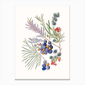 Juniper Berries Spices And Herbs Pencil Illustration 2 Canvas Print