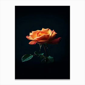 Orange Rose On Black Background 15 Canvas Print