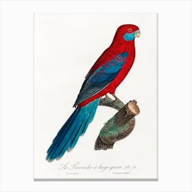 Crimson Rosella From Natural History Of Parrots, Francois Levaillant Canvas Print