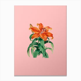 Vintage Thunberg's Orange Lily Botanical on Soft Pink n.0464 Canvas Print