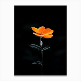 Single Orange Flower On Black Background 5 Canvas Print