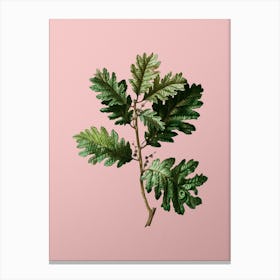 Vintage Hungarian Oak Botanical on Soft Pink n.0066 Canvas Print