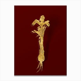 Vintage Iris Persica Botanical in Gold on Red n.0387 Canvas Print