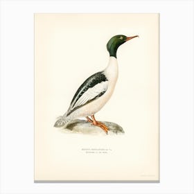 Common Merganser, Goosander In Spring Male, The Von Wright Brothers Canvas Print