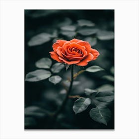 Rose In The Dark 32 Canvas Print