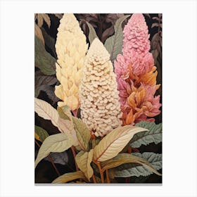 Flower Illustration Celosia 1 Canvas Print