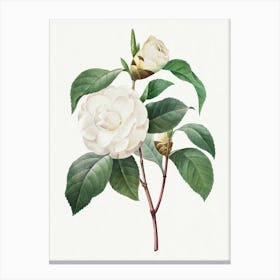 White Camellia, Pierre Joseph Redouté Canvas Print