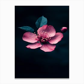 Cherry Blossom 7 Canvas Print