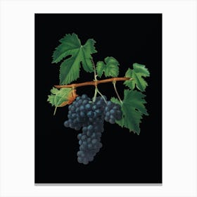 Aaace Vintage Lacrima Grapes Botanical Illustration On Solid Black Canvas Print