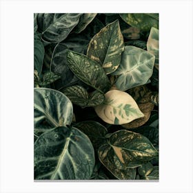 Ivy Leaves 1 Canvas Print