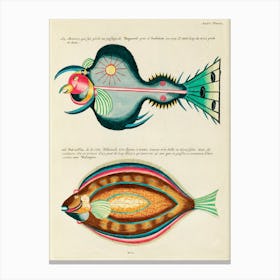 Colourful And Surreal Illustrations Of Fishes Found In Moluccas (Indonesia) And The East Indies, Louis Renard(79) Canvas Print