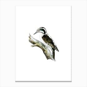 Vintage Three Toed Woodpecker Bird Illustration on Pure White Canvas Print