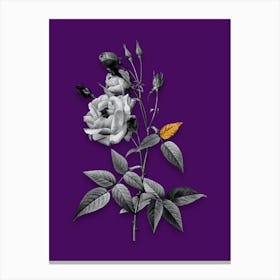 Vintage Common Rose of India Black and White Gold Leaf Floral Art on Deep Violet n.0526 Canvas Print