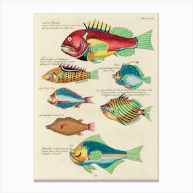 Colourful And Surreal Illustrations Of Fishes Found In Moluccas (Indonesia) And The East Indies, Louis Renard(74) Canvas Print