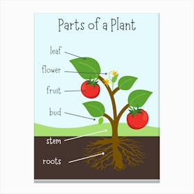 Parts Of A Plant Canvas Print