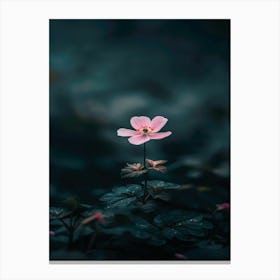 Pink Flower In The Dark 7 Canvas Print