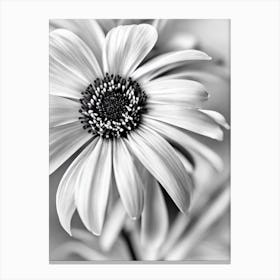 Anemone B&W Pencil 1 Flower Canvas Print