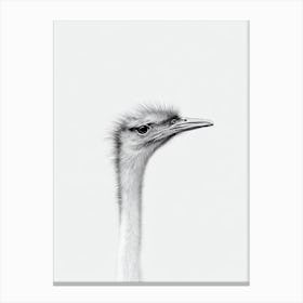 Ostrich B&W Pencil Drawing 1 Bird Canvas Print