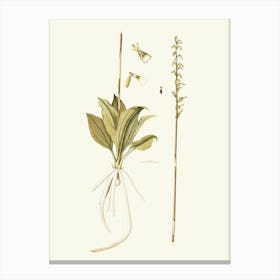 Botanical Illustration Of A Plant 2 Canvas Print