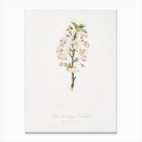 Pear Tree Flowers (Pyrus Calleryana) From Pomona Italiana (1817 1839), Giorgio Gallesio Canvas Print