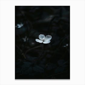 Single Flower In The Dark 102 Canvas Print