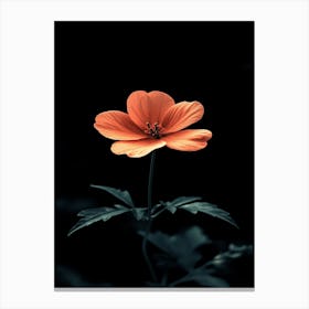 Orange Flower 7 Canvas Print