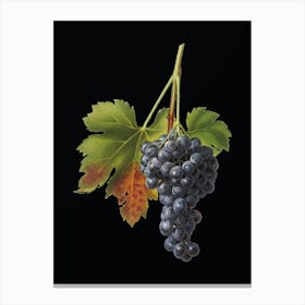Vintage Raisin Grape Botanical Illustration on Solid Black n.0404 Canvas Print