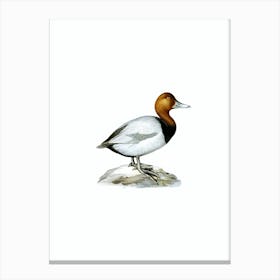 Vintage Common Pochard Male Bird Illustration on Pure White Canvas Print