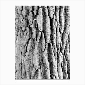 Black And White Tree Bark Canvas Print