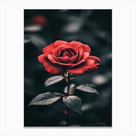 Red Rose 16 Canvas Print