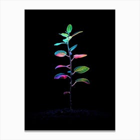 Rainbow Plant 5 Canvas Print