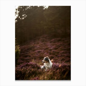 Border Collie In A Heather Field- Scotland Highland UK dog photo print - moody animal photography Canvas Print