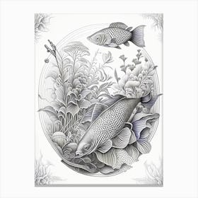 Sanke Koi Fish Haeckel Style Illustastration Canvas Print
