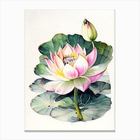Blooming Lotus Flower In Pond Watercolour Ink Pencil 3 Canvas Print