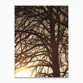 Silhouette of Bare Winter Tree at Sunset in Broomfield Park, London Canvas Print