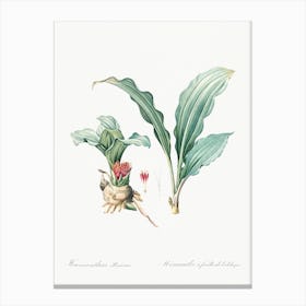 Paintbrush Lily, Pierre Joseph Redoute Canvas Print