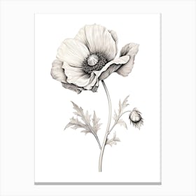 Anemones Flower Vintage Botanical 1 Canvas Print