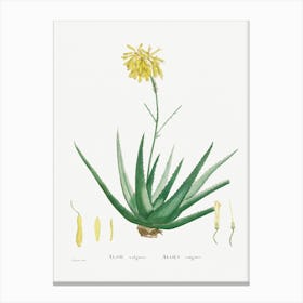 Aloe Vulgaris, Pierre Joseph Redoute Canvas Print