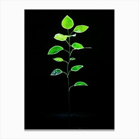 Green Leaf On Black Background Canvas Print