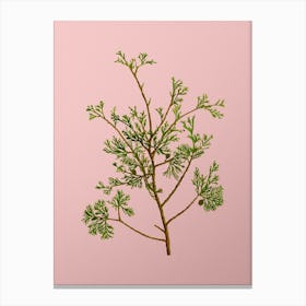Vintage Atlantic White Cypress Botanical on Soft Pink n.0253 Canvas Print