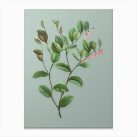 Vintage Andromeda Axillaris Bloom Botanical Art on Mint Green n.0814 Canvas Print