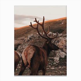 Sunset Elk Canvas Print