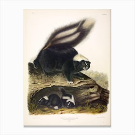 American Skunk, John James Audubon Canvas Print