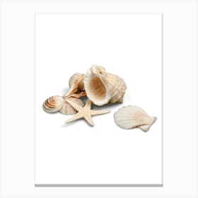 Colored seashells. Seashells. Summer.3 Canvas Print