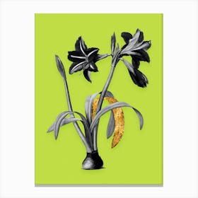 Vintage Brazilian Amaryllis Black and White Gold Leaf Floral Art on Chartreuse n.1228 Canvas Print