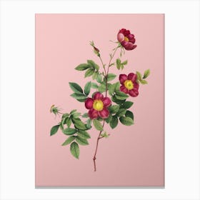 Vintage Alpine Rose Botanical on Soft Pink n.0965 Canvas Print